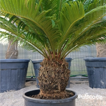 Cycas revoluta – sagowiec odwinięty